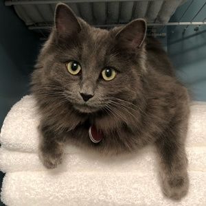 Meet your Posher, Diana